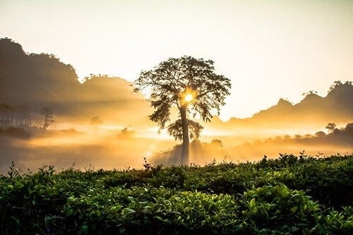 Tree and sunrise.
