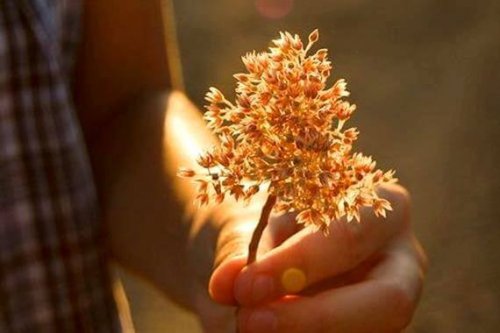 A hand holding a twig.