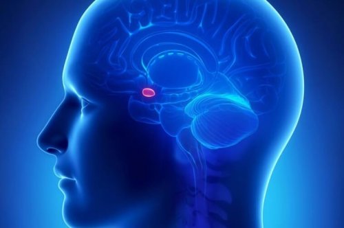 A representation of the amygdala.