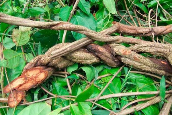Myths and Facts about Ayahuasca