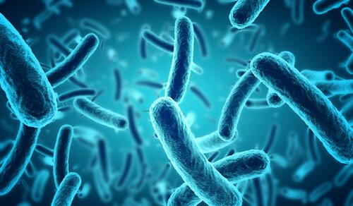 Blue bacteria.