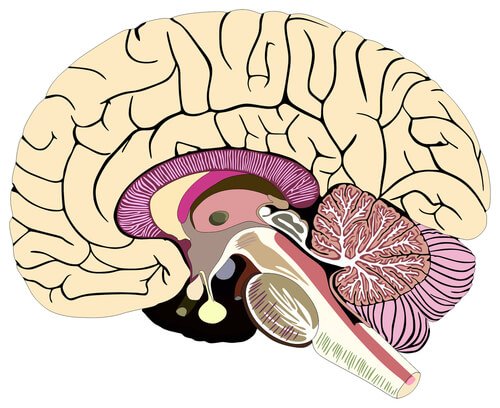 A drawing of the human brain.