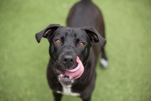 A dog with its tongue out.