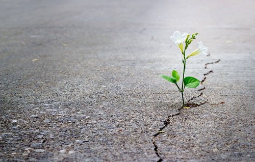 A flower in concrete representing wabi-sabi.