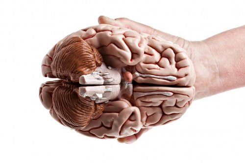 A hand holding a brain.