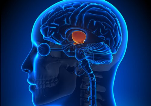 What are the Functions of the Hypothalamus?