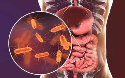 Bacteria in the gut.