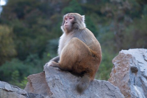 A monkey sitting on a rock.