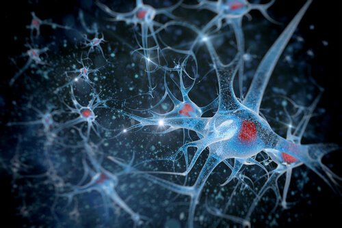 Neurons.