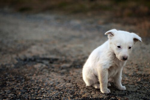 A sad-looking puppy representing animal consciousness.