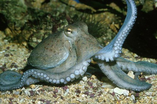 The Mysteries of Octopus Intelligence
