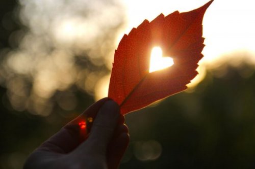 Light shinning through a heart punctured leaf.