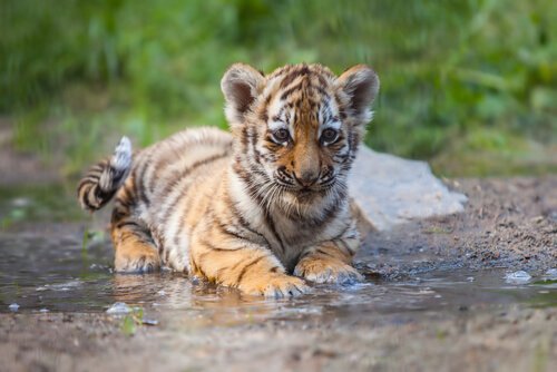A baby tiger.