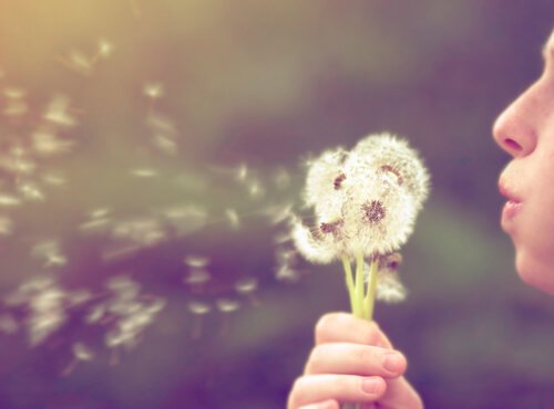 person (seen from only the nose and mouth) is blowing on a small bunch of dandelions