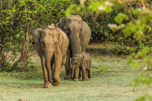 family of elephants