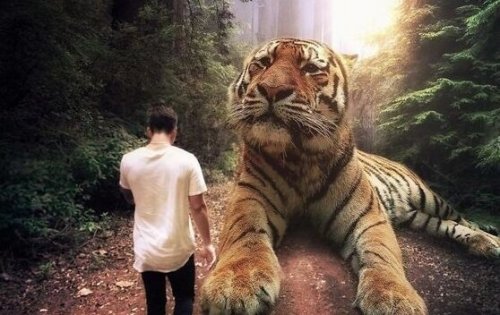 A man walking next to a big tiger.