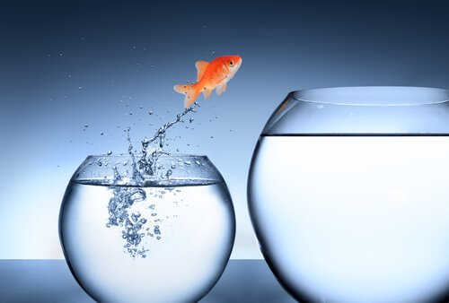 A fish jumping from one fish bowl to another.
