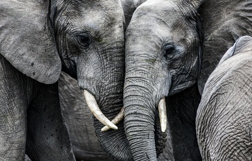 two sad elephants