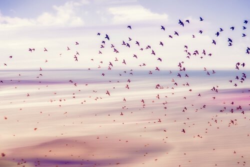 A large flock of birds flying up from the shores of a beach.