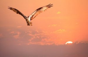 A Tale about Identity: The Bird that Didn't Know its Identity