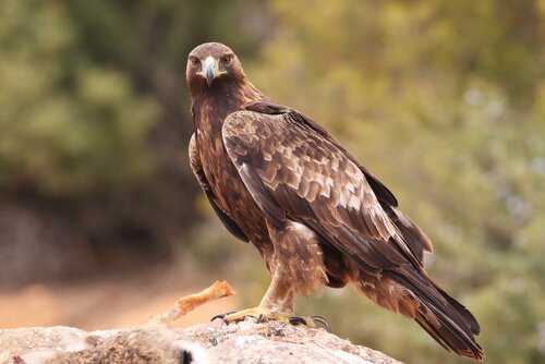An eagle standing on a rock.