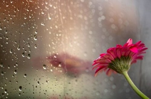 a pink flower leaned against a window pane with raindrops