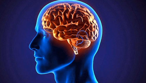 The human brain.