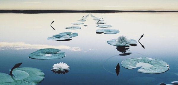 An image showing a path of lily pads spreading out across a lake or river.