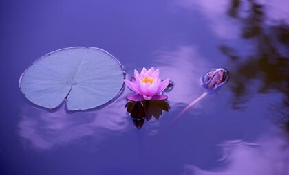 A lotus flower.