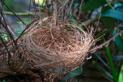 A nest on a tree.