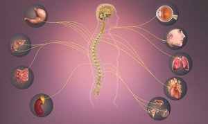 The Sympathetic Nervous System