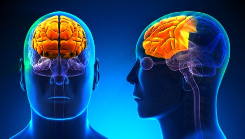 Front and side view of a person with a highlighted frontal lobe.