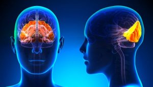 Occipital Lobe: Structure and Functions