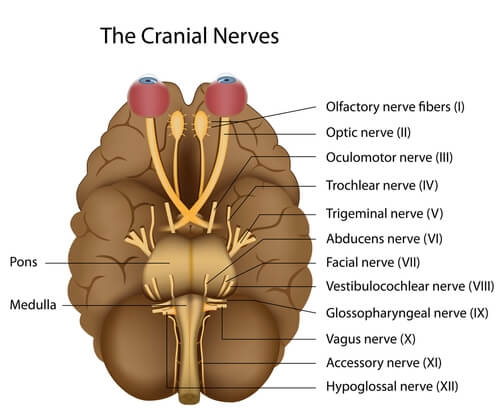 The cranial nerves in our brain.