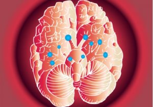 Our Amazing Cranial Nerves and How They Work