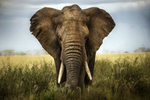 The Six Blind Sages and the Elephant: Learning to Value Other People's Opinions