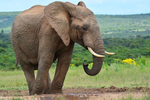 An elephant in the Savannah.