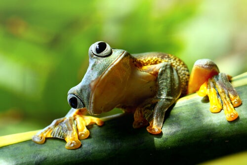 A frog sitting on a plant.