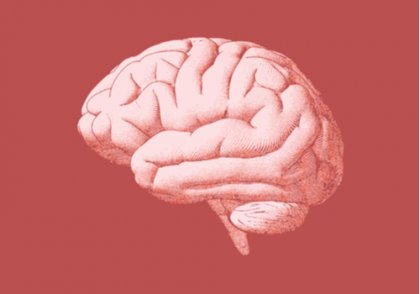 An illustration of the human brain.