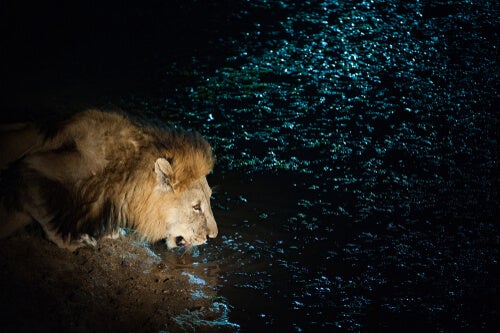 A lion drinking water from a pond, just as the one from the amazing short stories to think about.