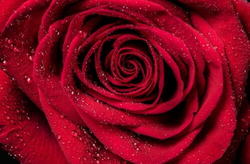 Closeup of a red rose.