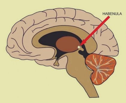 A drawing of the human brain.