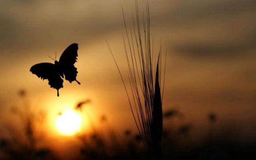 A flying butterfly at dawn.