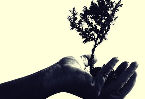 A hand holding up a tiny tree.