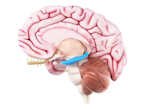 Hippocampal formation highlighted in blue.