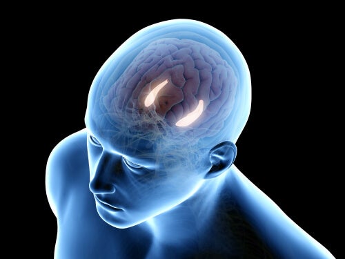 Hippocampal formation in the human brain.