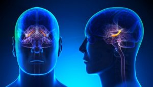 Hippocampal Formation: Structure and Functions