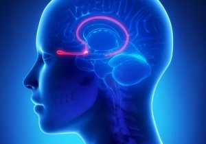 The Olfactory Bulb: Function and Characteristics