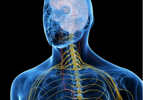 Ett mans nervsystem i gult med kroppen i blått.