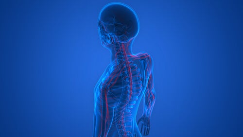 A skeleton showing the nervous system.